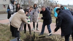 Новую аллею высадили в сквере «Дружба» Минеральных Вод