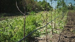 Ставропольские фермеры увеличивают объемы выращивания черешни