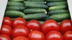 Продуктовую ярмарку выходного дня проведут в Минеральных Водах