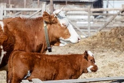 Более 800 ягнят и 460 телят должны родиться весной в Минераловодском округе