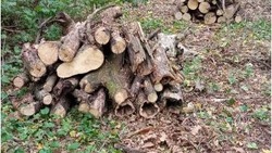 Сухостой и опасные деревья убрали в Минераловодском лесничестве