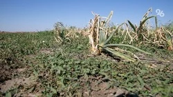 Более 4,8 тыс. кустов конопли уничтожили вблизи села Побегайловка