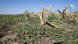 Более 4,8 тыс. кустов конопли уничтожили вблизи села Побегайловка