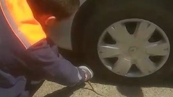 Змею извлекли из под капота автомобиля в Минераловодском округе