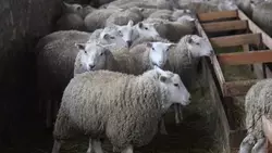 В Минераловодском округе с начала сезона родилось более 200 ягнят и телят