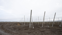 250 га новых садов появится на Ставрополье в 2026 году