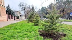 Молодые ели посадили на проспекте Карла Маркса и улице 50 лет Октября в Минводах