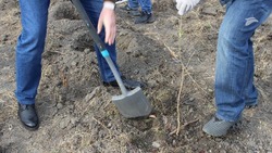 Экоакция «Сад памяти» пройдёт в районе Минеральных Вод 21 марта 
