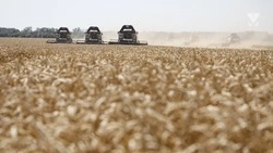 Рапс и лён завершили убирать в Минераловодском округе