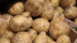 На Ставрополье реализовали более 77 тысяч тонн картофеля