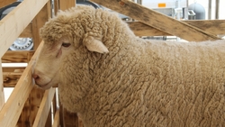 Элитные козочки и овцы со всей страны собрались в Минводах