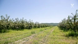 Меры господдержки получили девять сельхозпроизводителей Минераловодского округа