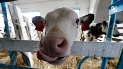 Производство молока увеличилось в Ставропольском крае на 14%