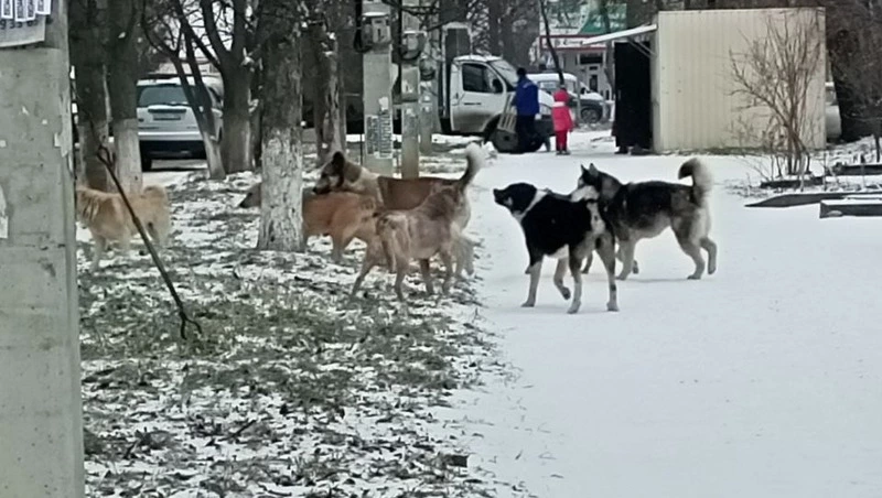 Детские площадки и жилые районы: где ещё можно встретить бродячих собак в Минеральных Водах