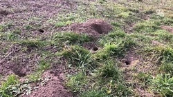 Более 700 тысяч гектаров на Ставрополье заселили мышевидные грызуны