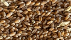 В Минераловодском округе собрали 50 тыс. тонн зерна