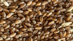 Во время жатвы в Минераловодском округе собрали 168 тыс. тонн пшеницы