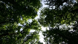 Леса увеличились на Ставрополье на 54 га 